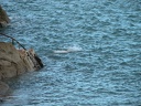 DSCN0342